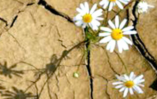pasqua2